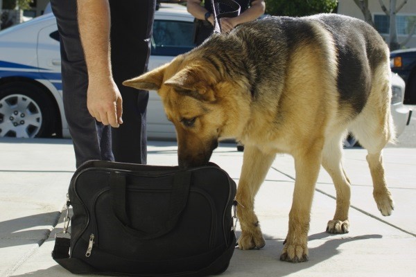 a dog sitting on top of a suitcase